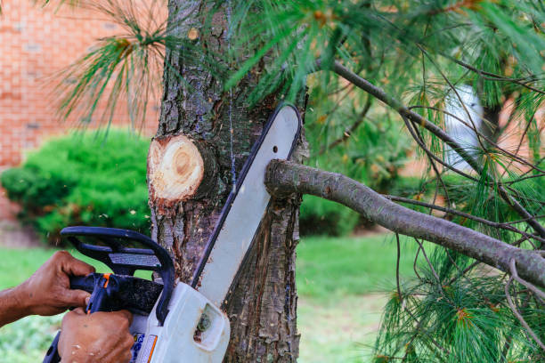 Best Hedge Trimming  in Sewaren, NJ